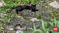 FOTO : Overpopulasi Kucing Tak Bertuan di Ibu Kota