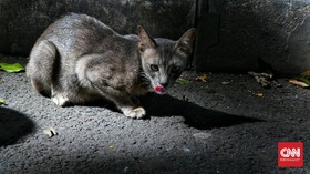 FOTO : Overpopulasi Kucing Tak Bertuan di Ibu Kota