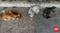 FOTO : Overpopulasi Kucing Tak Bertuan di Ibu Kota