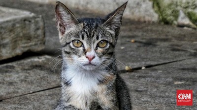 Lurah Bakal Panggil Pengurus RW soal Larangan Beri Makan Kucing Liar