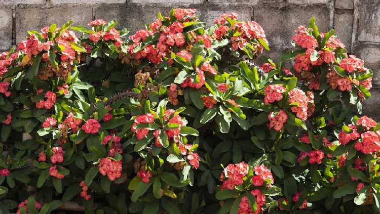 Tanaman hias euphorbia Poi Sian flower or crown of thorns grown as a sacred crop near house, Euphorbia milii