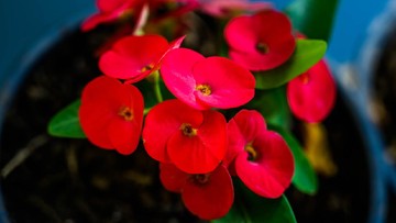 TIPS MEMILIH TANAMAN HIAS EUPHORBIA
