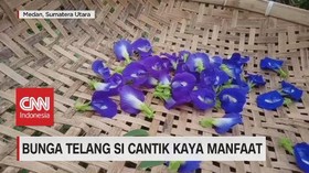 VIDEO: Bunga Telang si Cantik Kaya Manfaat