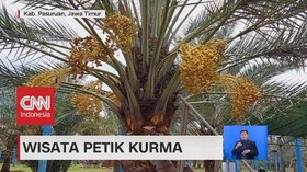 VIDEO: Wisata Petik Kurma