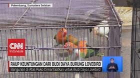VIDEO: Raup Keuntungan Dari Budi Daya Burung Lovebird