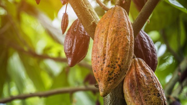 Di Desa Cokelat Bali yang berlokasi di Desa Cau, Kabupaten Tabanan, turis bisa wisata edukasi sekaligus kuliner.