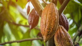 Desa Cokelat di Bali Ajak Turis Olah 'Kakao' dari Pohon