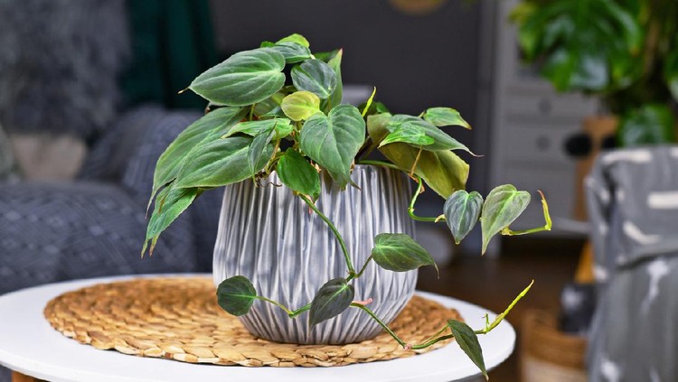 Tanaman Hias Philodendron Tropical 'Philodendron Hederaceum Micans' houseplant with heart shaped leaves with velvet texture in gray flower pot on coffee table