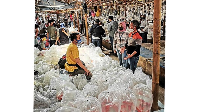 Damo menuturkan kisahnya mendirikan pasar ikan hias yang kini populer di mancanegara, serta kehadiran BRI yang membantu sekitar 380 pedagang.