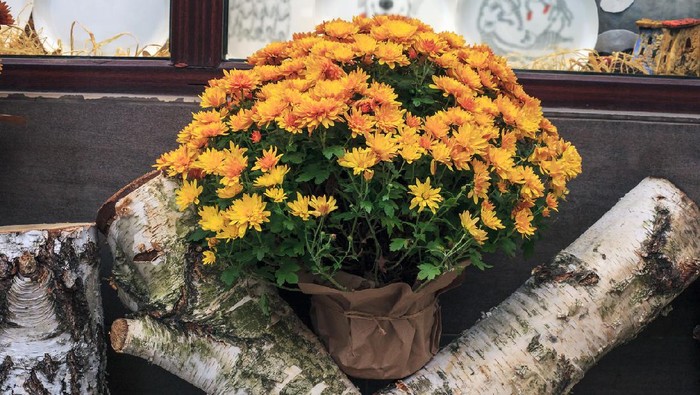 Bouquet of yellow chrysanthemums flowers in flowerpot wrapped in paper