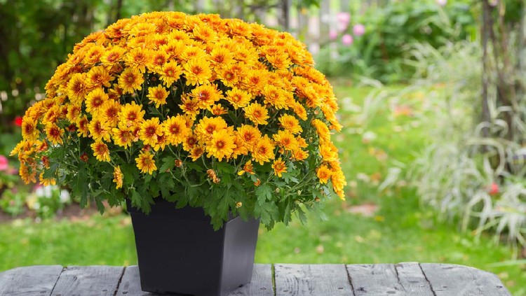 A fall potted chrysanthemum in a back yard garden.