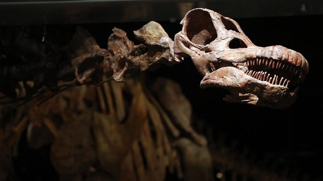Para peneliti temukan fosil dinosaurus yang tergolong kelompok dinosaurus besar di Argentina yang dinamakan Ninjatitan.