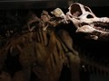 Fosil Dinosaurus Besar Ninjatitan Ditemukan di Argentina