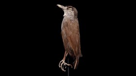 Burung Langka Kalimantan Ditemukan Lagi Usai Hilang 172 Tahun