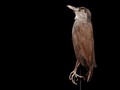 Burung Langka Kalimantan Ditemukan Lagi Usai Hilang 172 Tahun