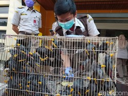 Penyelundupan 633 Burung dan Kura-kura dari Makassar ke Surabaya Digagalkan