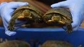 FOTO: Ratusan Satwa Ilegal Gagal Diselundupkan Penyelundupan ratusan satwa ilegal mulai dari Kakatua Jambul Putih, Nuri Tanimbar, Jalak Rio-rio, Merpati Hitam Sulawesi, dan Kura-kura berhasil digagalkan.