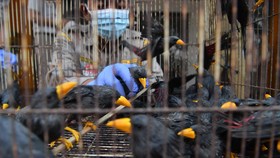 FOTO: Ratusan Satwa Ilegal Gagal Diselundupkan