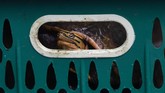 FOTO: Ratusan Satwa Ilegal Gagal Diselundupkan Penyelundupan ratusan satwa ilegal mulai dari Kakatua Jambul Putih, Nuri Tanimbar, Jalak Rio-rio, Merpati Hitam Sulawesi, dan Kura-kura berhasil digagalkan.