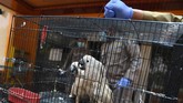 FOTO: Ratusan Satwa Ilegal Gagal Diselundupkan Penyelundupan ratusan satwa ilegal mulai dari Kakatua Jambul Putih, Nuri Tanimbar, Jalak Rio-rio, Merpati Hitam Sulawesi, dan Kura-kura berhasil digagalkan.