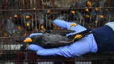 FOTO: Ratusan Satwa Ilegal Gagal Diselundupkan Penyelundupan ratusan satwa ilegal mulai dari Kakatua Jambul Putih, Nuri Tanimbar, Jalak Rio-rio, Merpati Hitam Sulawesi, dan Kura-kura berhasil digagalkan.