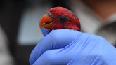 FOTO: Ratusan Satwa Ilegal Gagal Diselundupkan Penyelundupan ratusan satwa ilegal mulai dari Kakatua Jambul Putih, Nuri Tanimbar, Jalak Rio-rio, Merpati Hitam Sulawesi, dan Kura-kura berhasil digagalkan.