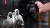 FOTO: Ratusan Satwa Ilegal Gagal Diselundupkan Penyelundupan ratusan satwa ilegal mulai dari Kakatua Jambul Putih, Nuri Tanimbar, Jalak Rio-rio, Merpati Hitam Sulawesi, dan Kura-kura berhasil digagalkan.