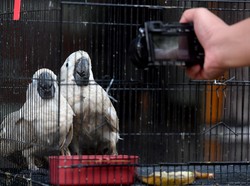 Penyelundupan Satwa Liar ke RI Masih Marak dari Kakatua hingga Ular Chondro
