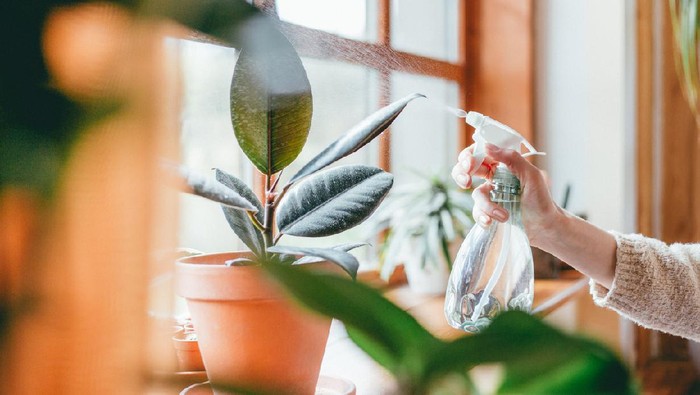 Close up of woman's hand spraying water on houseplants