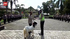 VIDEO: Rajin Apel Pagi, Polisi Dihadiahi Kambing