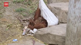 VIDEO: Orang Utan di AS Lahirkan Bayi di Luar Prediksi