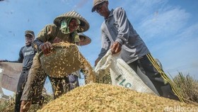 Hasil Padi Positif, Kementan Sukses Mitigasi Cuaca Ekstrem