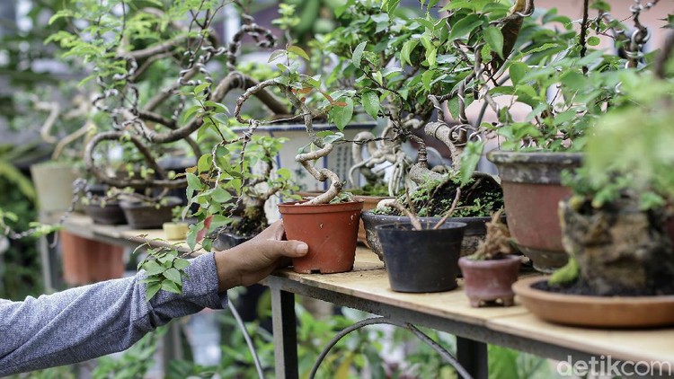 Berkreasi Positif di Masa Pandemi lewat Tanaman Bonsai Komunitas Young Bonsai Kampung Bali, Tanah Abang, Jakarta, terus berupaya agar tetap kreatif. Di masa pandemi ini, mereka terjun untuk memberdayakan warga.