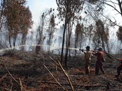 Sudah 11 Hari, Kebakaran di Cagar Biosfer Giam Siak Kecil Belum Padam