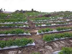 Kementan Gandeng Pelaku Usaha untuk Serap Hasil Panen Food Estate Sumut