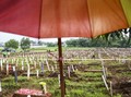 FOTO: Lahan Makam Covid di TPU Bambu Apus Penuh