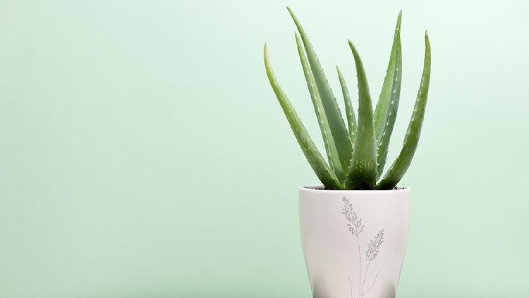 an aloe vera plant