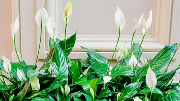 TANAMAN HIAS ULAR HINGGA PEACE LILY