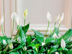 4 Tanaman Ini Bisa Jadi Air Purifier Alami, Bikin Ruangan Terasa Segar