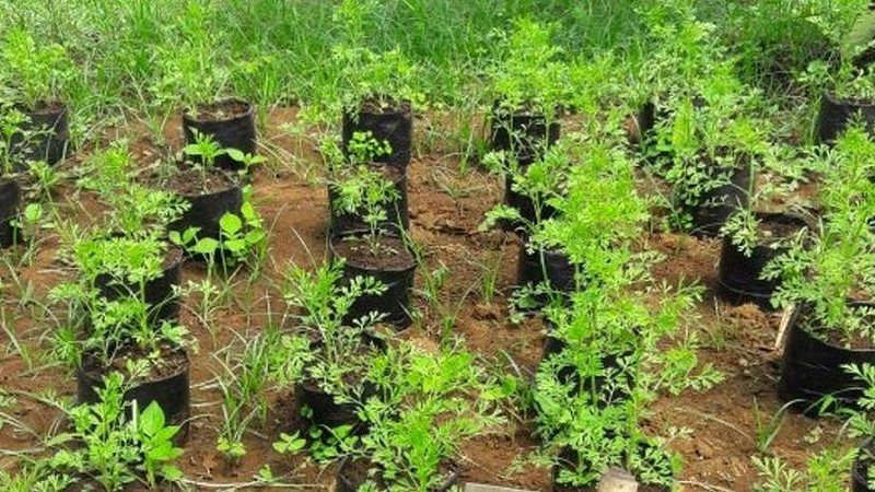 Pengembangan kawasan Food Estate ditetapkan Kementerian Pertanian (Kementan) sebagai salah satu arah kebijakan pembangunan pertanian.