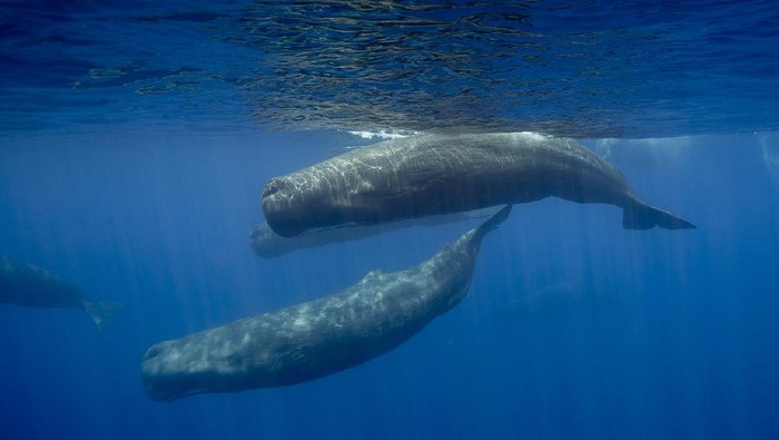A Sperm Whale dives off the coast of New ZealandKaikoura