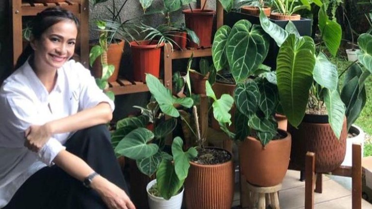 Kumpulan Artis Yang Hobi Koleksi Tanaman Hias Berikut adalah artis-artis yang memiliki hobi mengkoleksi tanaman hias