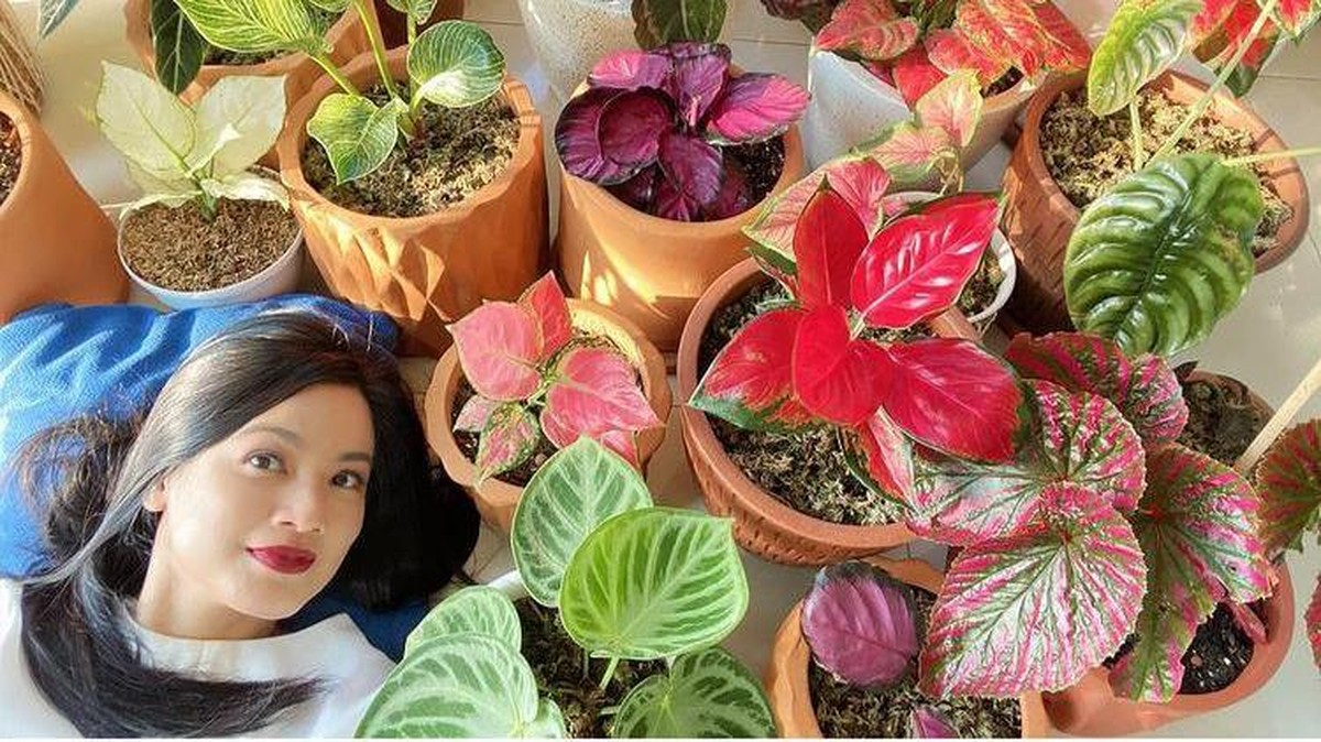 Berikut adalah artis-artis yang memiliki hobi mengkoleksi tanaman hias