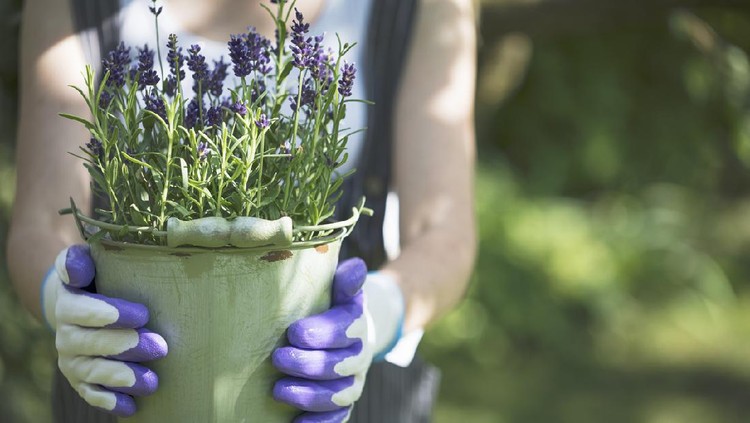 Young woman with garden gloves holding lavender in pot.
