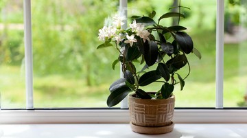 TANAMAN HIAS MELATI HINGGA ENGLISH IVY