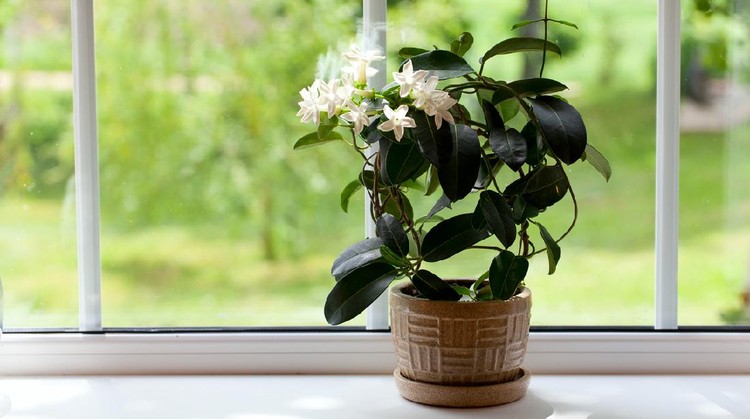 jasmine room plant on windowsill