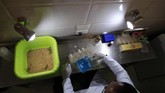 FOTO: Mengubah Racun Kalajengking Menjadi Cuan Para peneliti mempelajari kandungan dalam racun kalajengking dan mengembangkannya jadi komoditas bidang kefarmasian.
