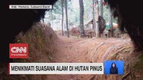 VIDEO: Menikmati Suasana Alam di Hutan Pinus