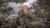 FOTO: Mencari si Putri Cacing di Pantai Mandalika Tradisi Bau Nyale di Lombok, NTB, tetap digelar di tengah pandemi. Petugas keamanan berjaga untuk mengawasi protokol kesehatan ribuan pengunjung.