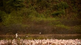 VIDEO: Permukaan Air Naik, Populasi Flamingo Terancam